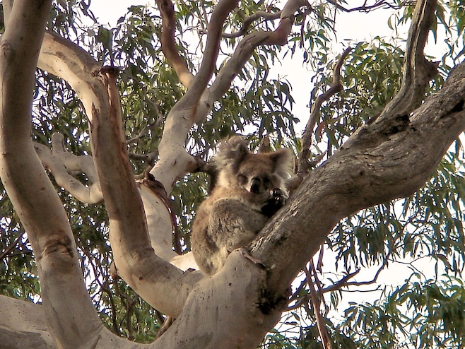 Koala in Tree